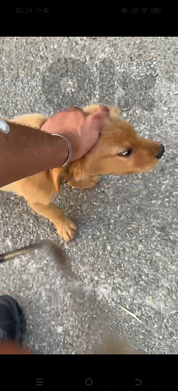 dog golden retriever 3 moth