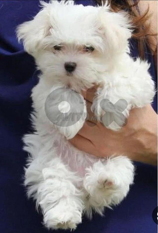 mini bichon pure