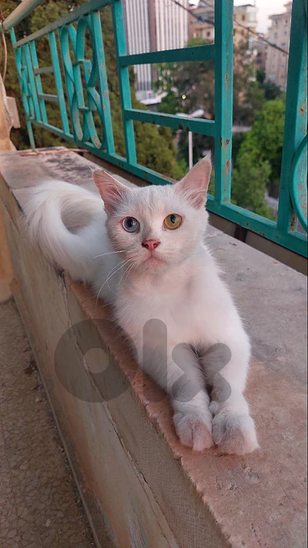1 year old cat