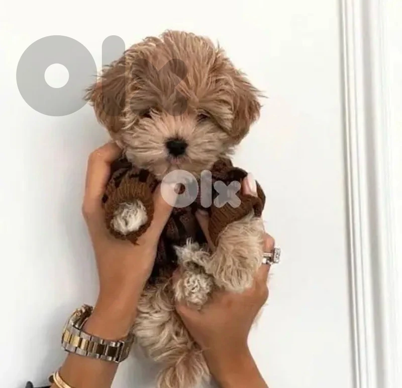 Teacup Maltipoo puppies imported available