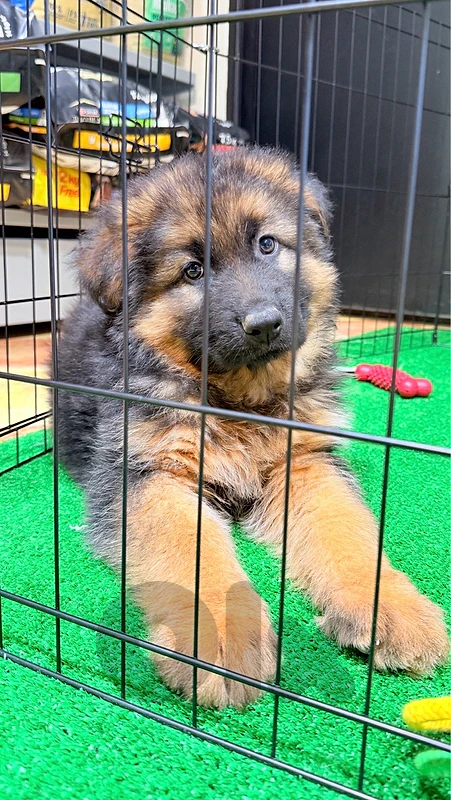 Pure German Shepherd puppies available in store & delivery