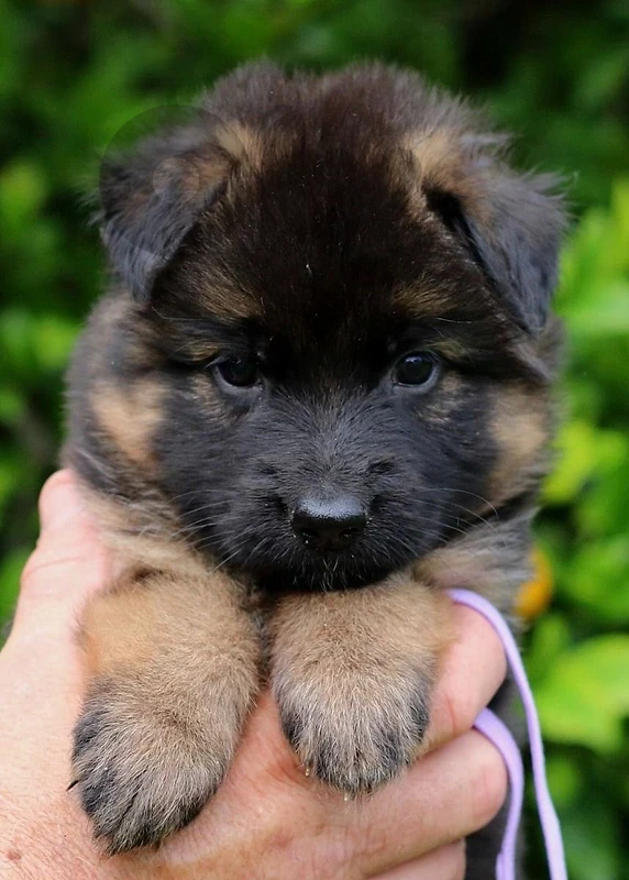 Protective German Shepherd puppies available in store & delivery