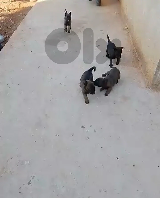 malinois puppies