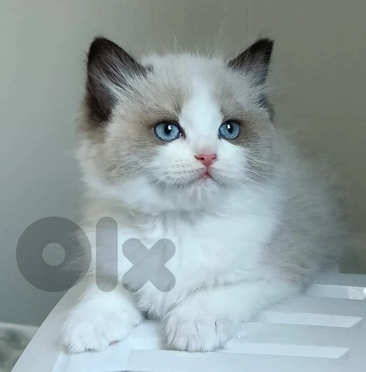 Beautiful Ragdoll Kitten available in store & delivery