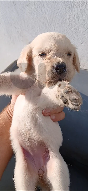 pure golden retreiver