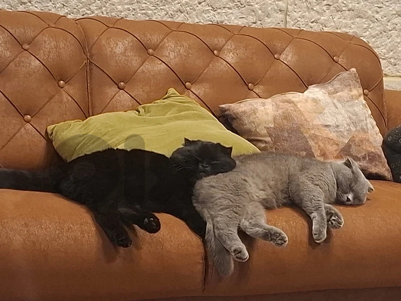 scottish fold pure cats