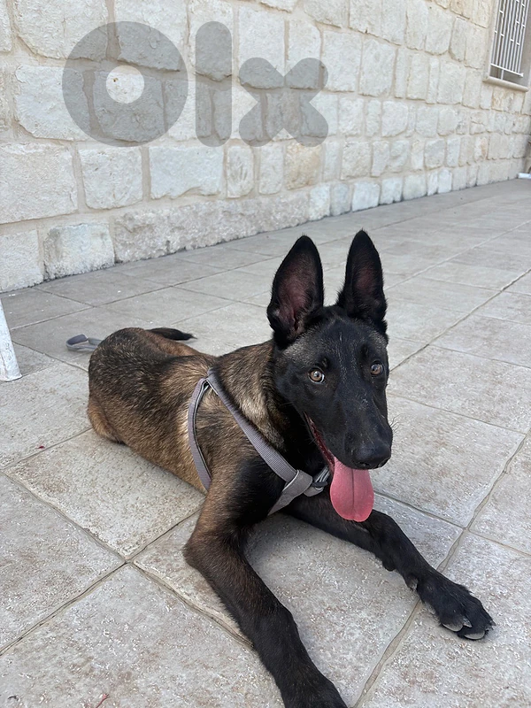 belgian malinois dog