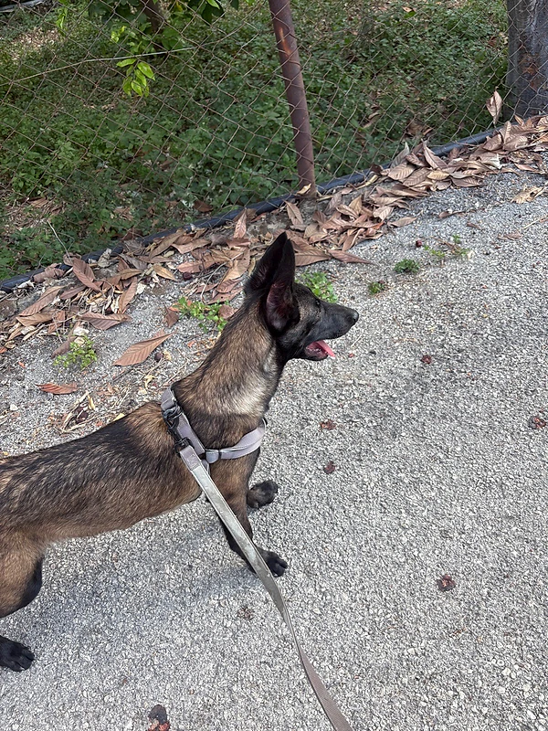 belgian malinois dog