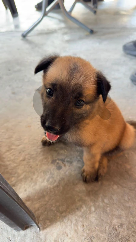 female puppy 45 days old