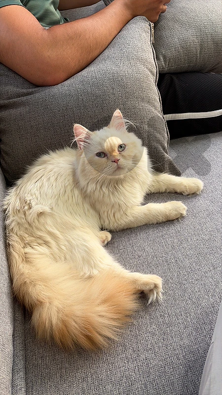 himalayan orang cat