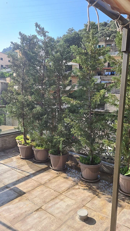 شجر ليلندي ايطالي Leyland Cypress