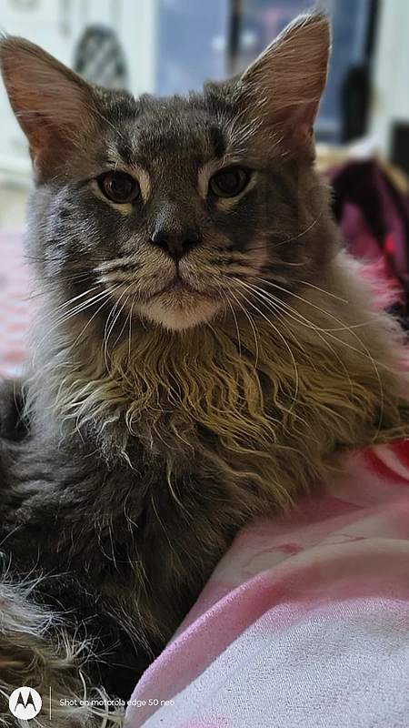 ماينكون mainecoon