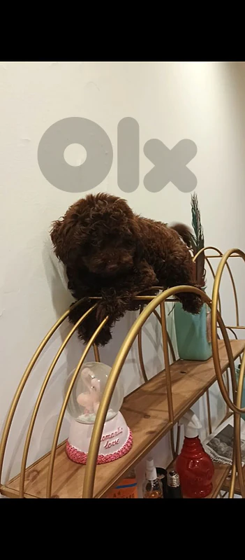 poodle toy  male 3 months vaccine putty trained in pads