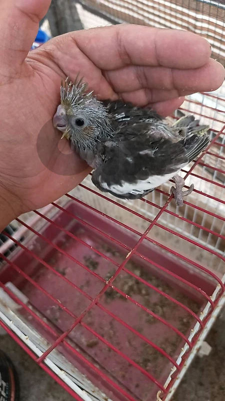 كروان تزقيم صحة دهب شغل بيت كروان تزقيم صحة دهب شغل بيت