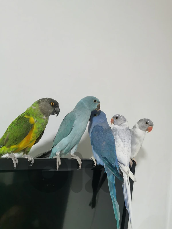 Ringneck