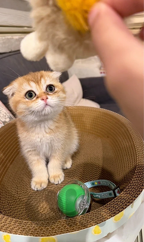 Golden Chinchilla Male Kitten Available