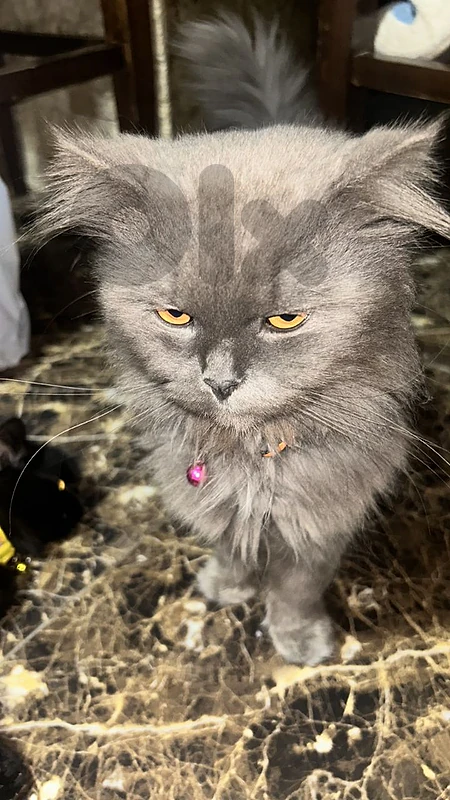British Longhair Male Cat – Healthy & Fluffy – With Carrier