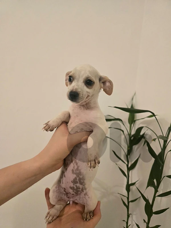 Female Puppy