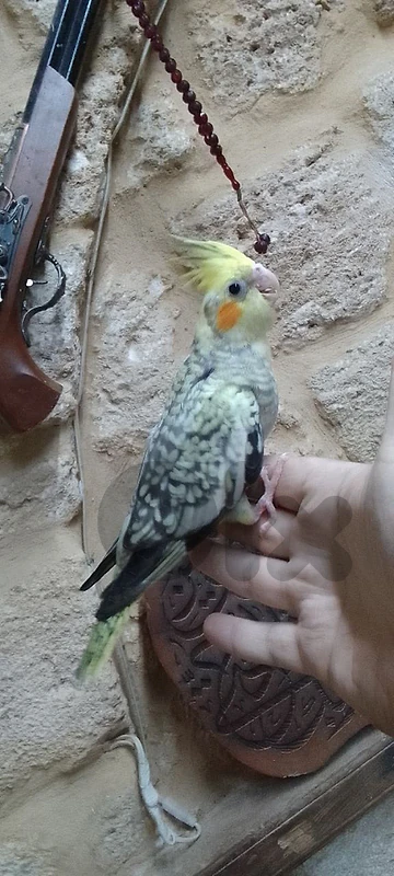 فراخ كروان جميع الالوان آخر فطامن