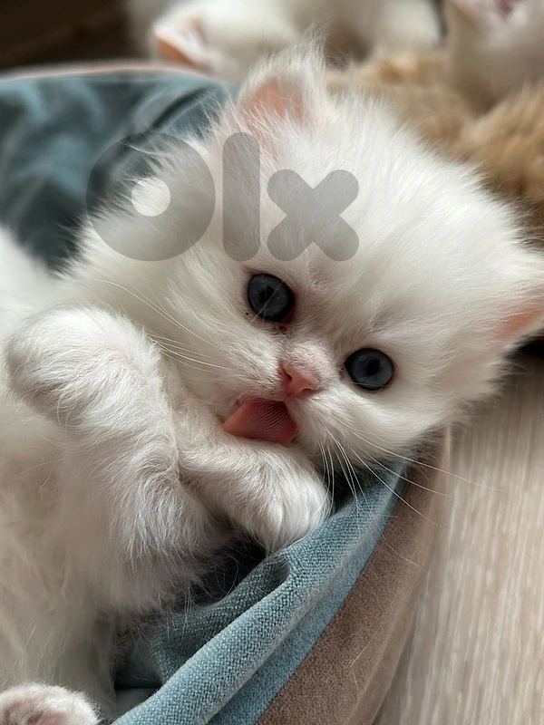 persian white