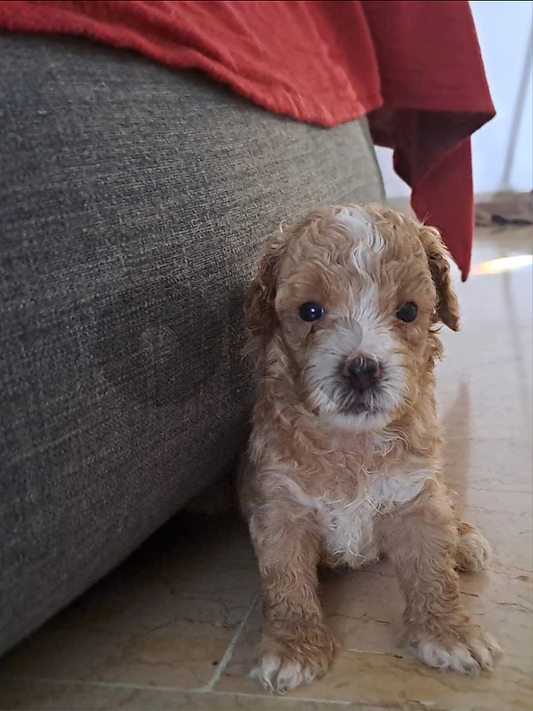 malitpoo