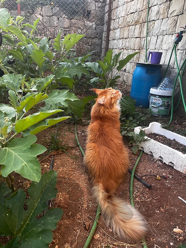Maine coon cat