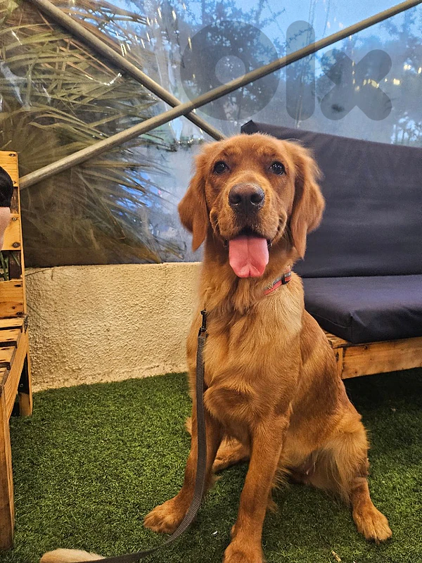 Looking for a loving forever family!