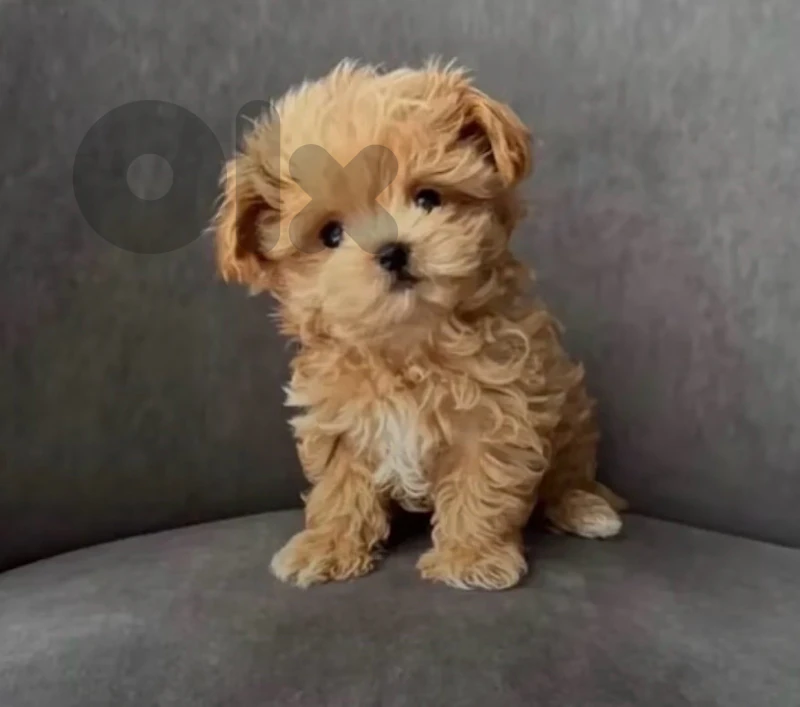 Small Teacup Maltipoo puppy available in store & delivery