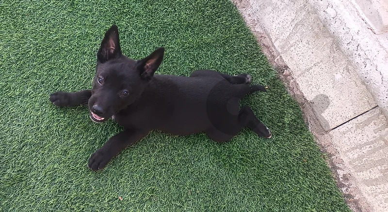 black malinois