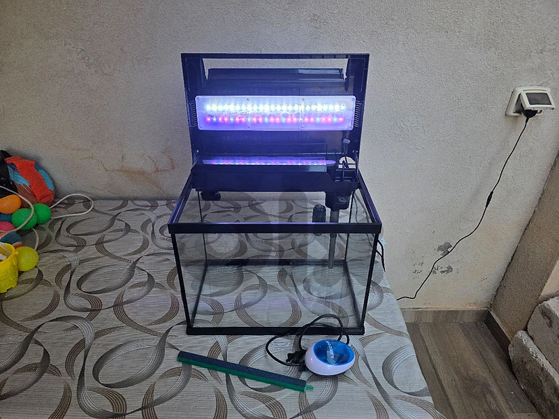 fish aquarium