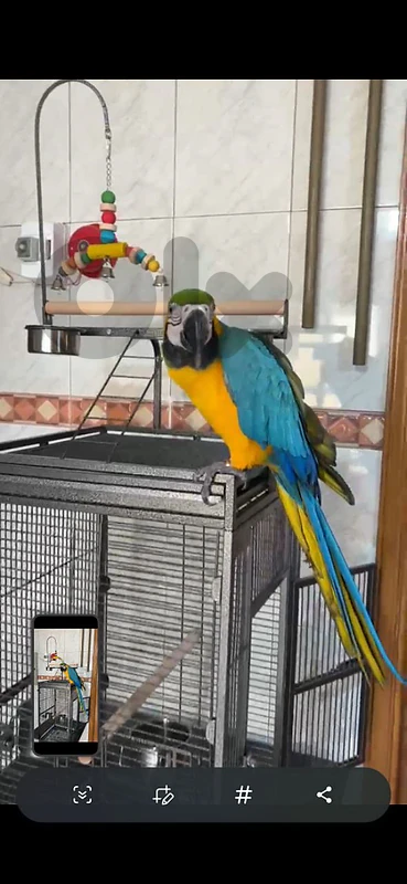 Maccaw parrot
