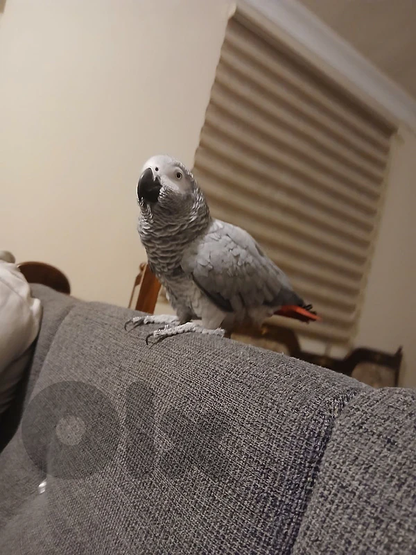 African grey parrot