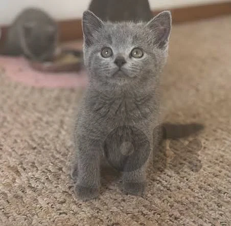 British kitten