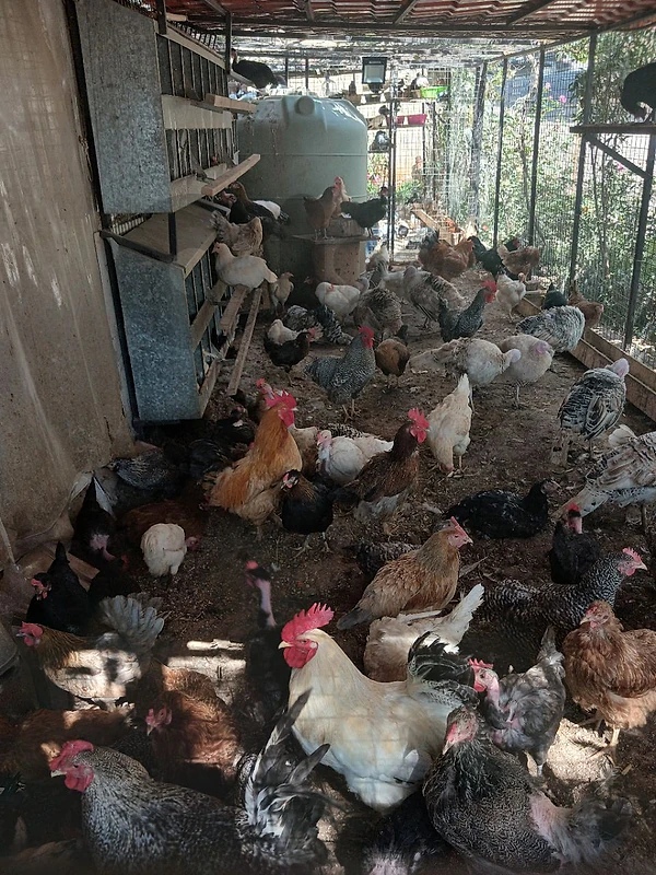 دجاج chicken