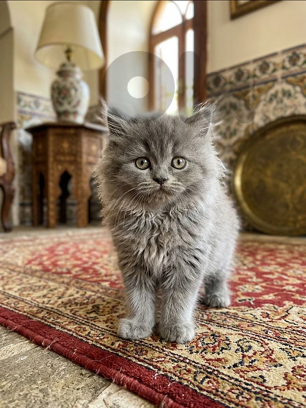 بريتيش غراي grey British
