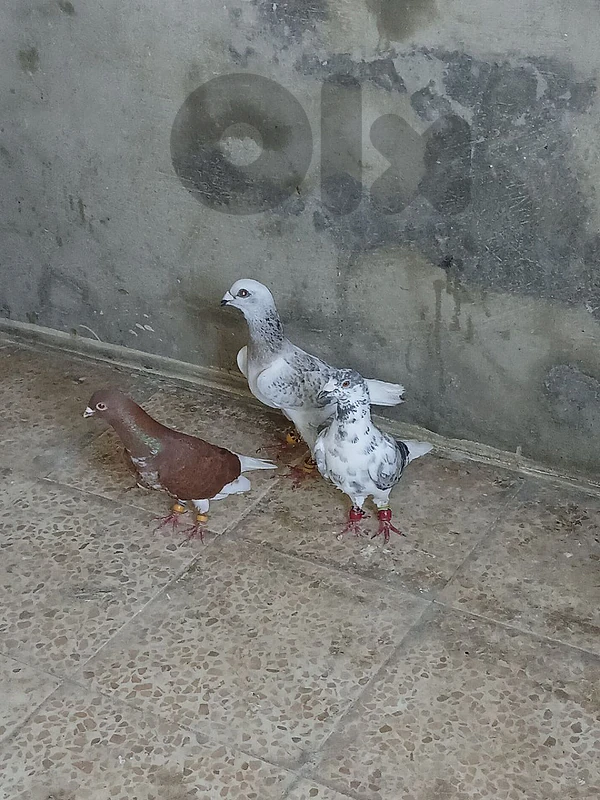 حمام بجنن ولا غلطه موجودين بجنوب الزهراني    للتواصل  184610 79