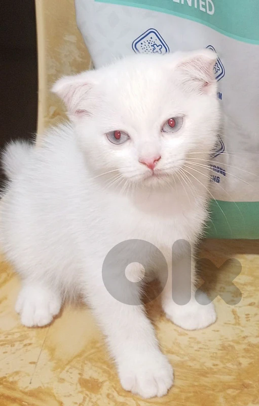 شارع مار الياس