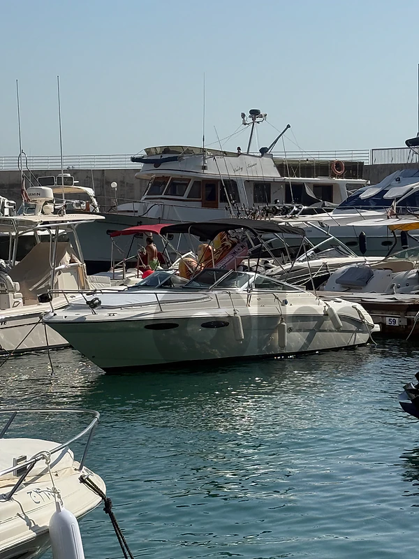 Searay