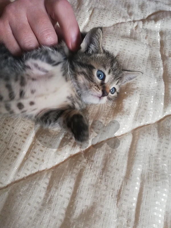 kittens for (Adoption) FREE