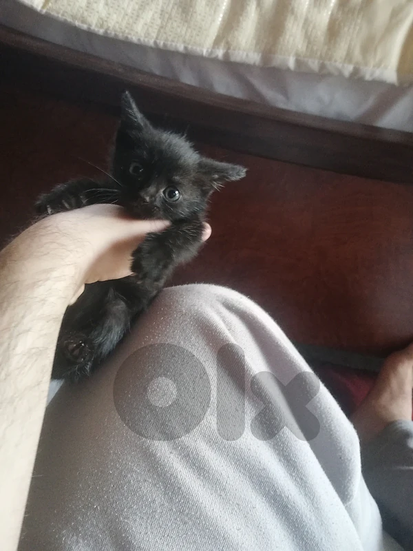 kitten for (Adoption) FREE
