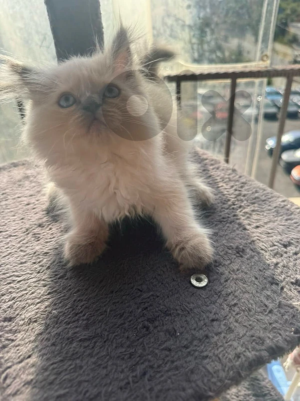 kitten