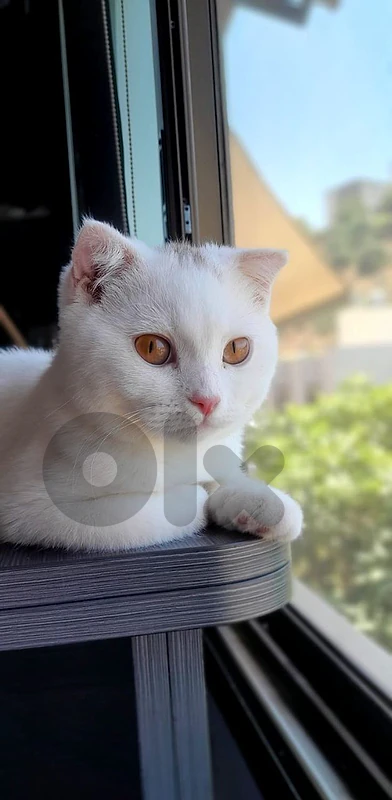 Cute & Sweet kitten 🤍