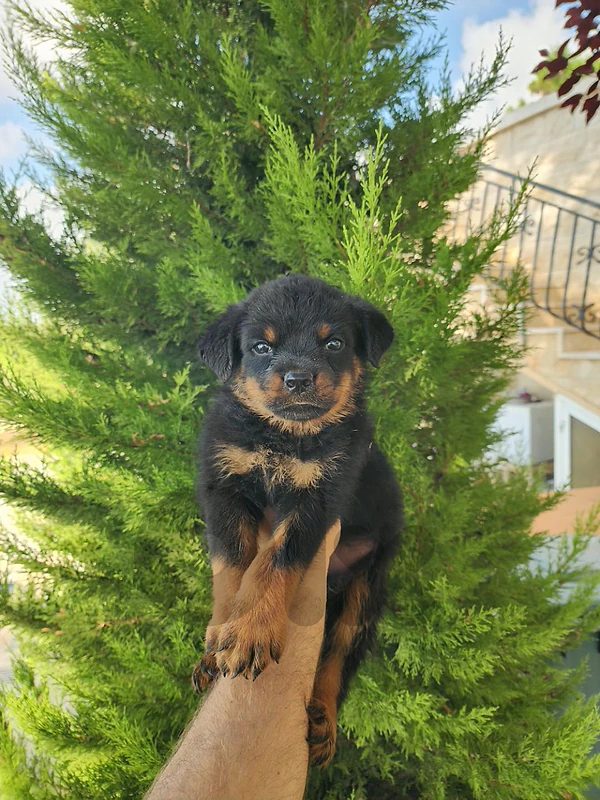 german rottweiler