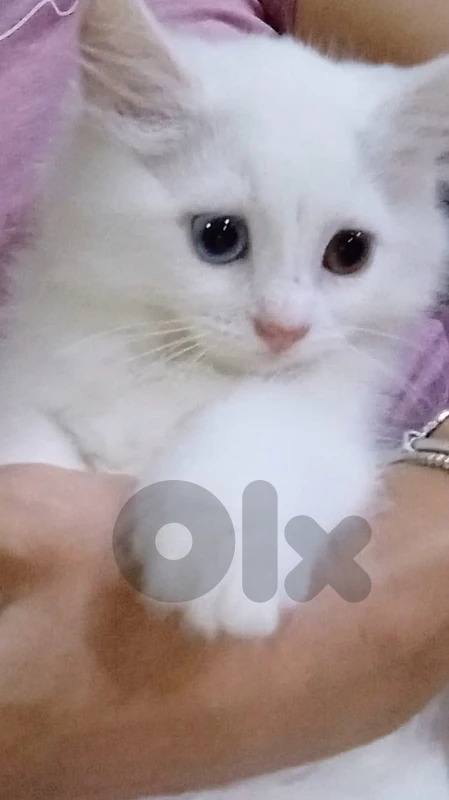 mix breed kittens