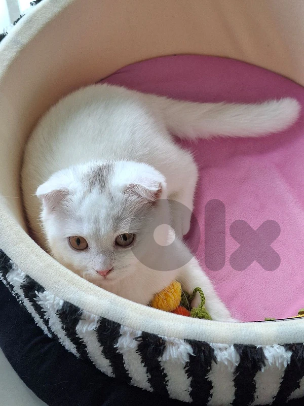 Cute & Sweet kitten 🤍