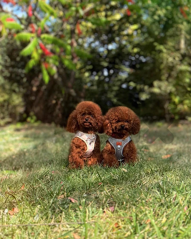 toy Poodle available all colors all sizes toy Poodle available all colors all sizes