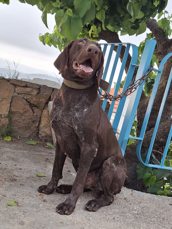 Pointer_Gsp_Epagneul_Malinois_Pitbull