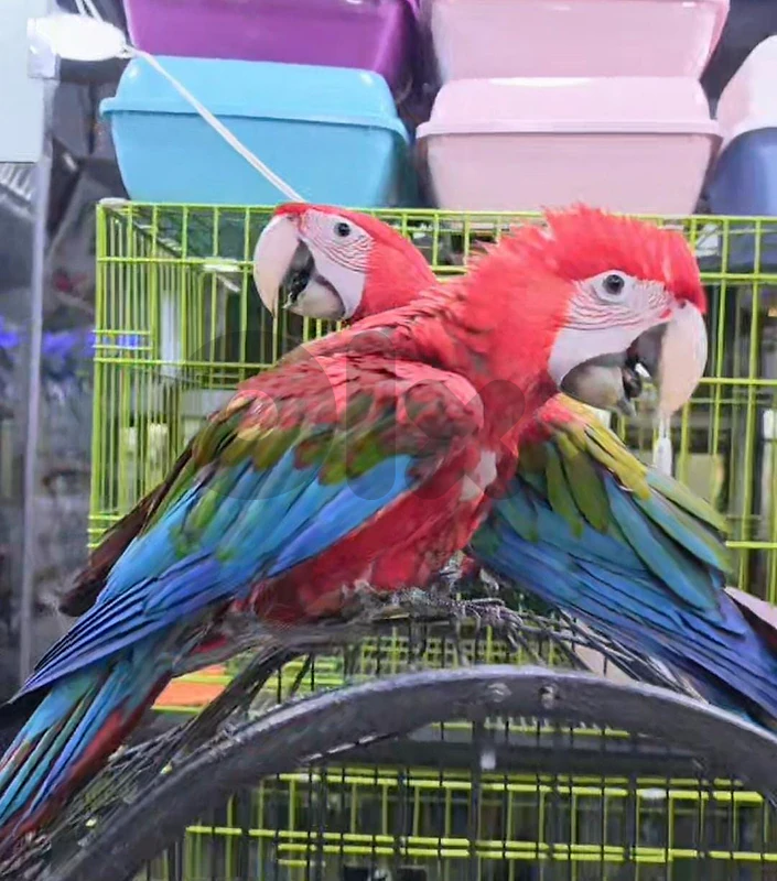 macaw parrot