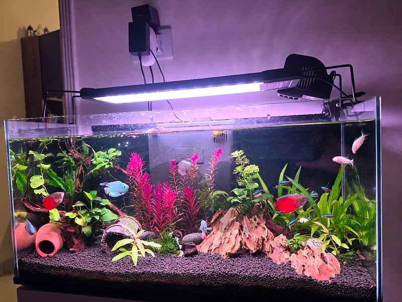 aquarium 60 cm planted ma3 ktir samak