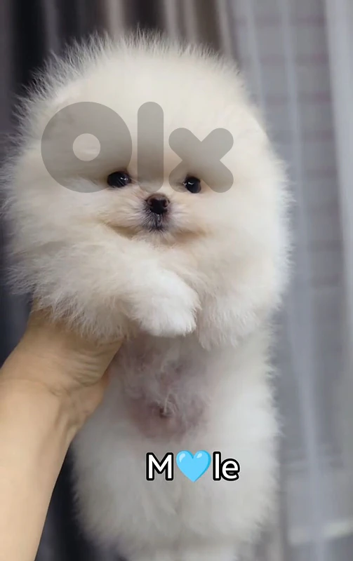 Pomeranian x small👣 pure  breed 🐶
